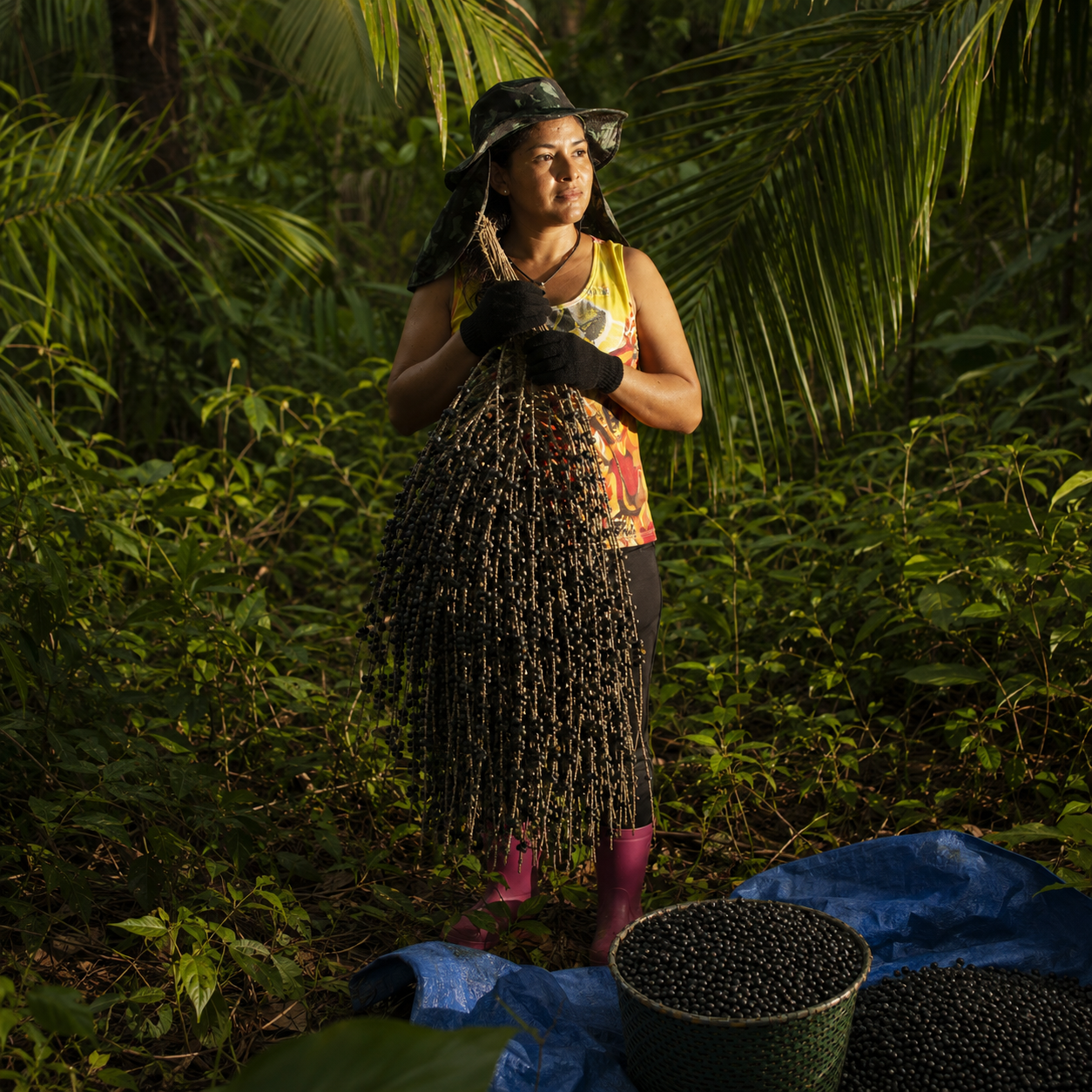 Local harvester in the forest with a freshly-cut bunch of açaí.